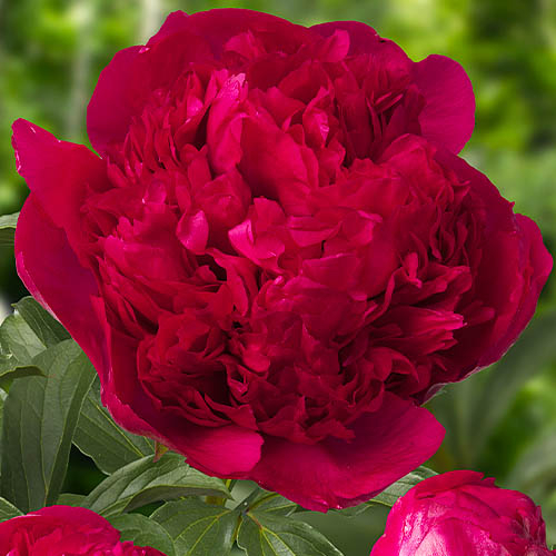 Peony Command Performance (Herbaceous) - for Sale Peony Command Performance (Herbaceous)