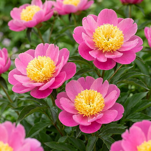 Pfingstrose Doreen (Herbaceous) - online bestellen direkt aus Holland - for Sale Pfingstrose Doreen (Herbaceous) - online bestellen direkt aus Holland