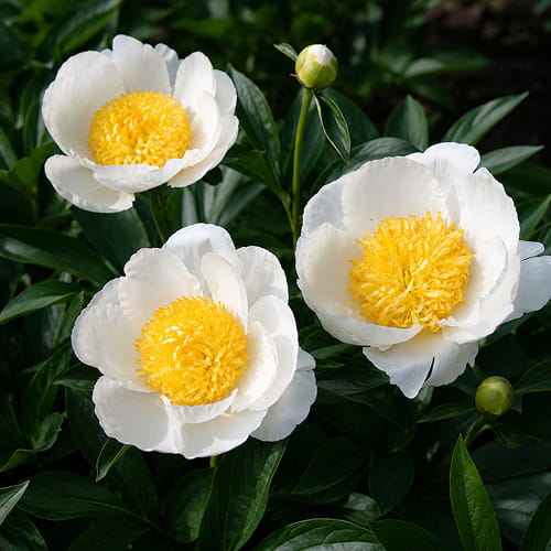 Peony Moon of Nippon (Herbaceous)