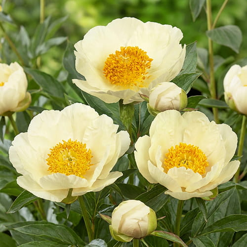 Peony Moonrise (Herbaceous) - for Sale Peony Moonrise (Herbaceous)
