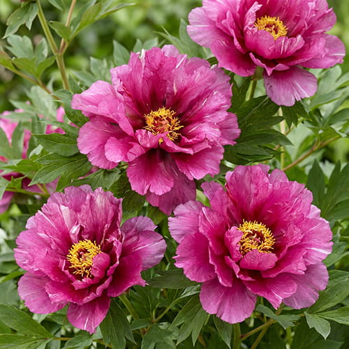 Pfingstrose Morning Lilac (ITOH ) - online bestellen direkt aus Holland - for Sale Pfingstrose Morning Lilac (ITOH ) - online bestellen direkt aus Holland