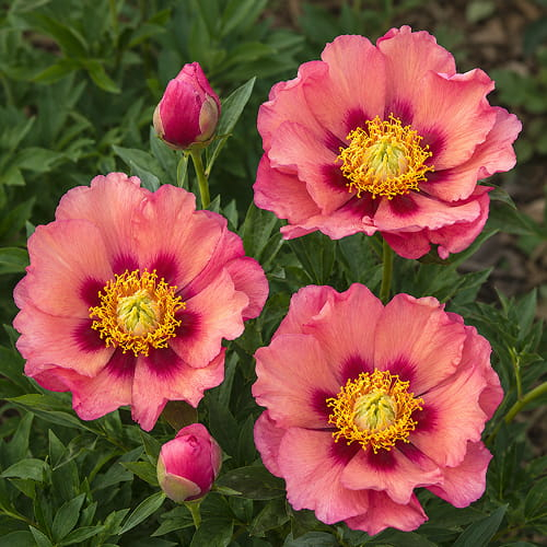 Halbgefüllte Pfingstrosen 🌷 kaufen direkt aus Holland