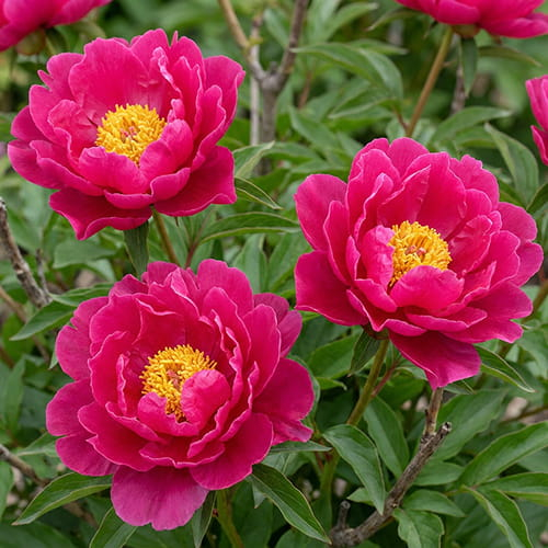 Peony Paula Fay (Herbaceous)