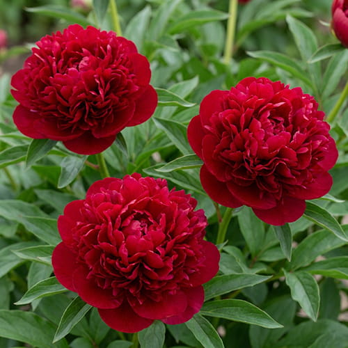 Pfingstrose Red Magic (Herbaceous) - online bestellen direkt aus Holland