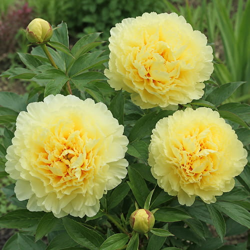 Peony Sonoma Ye Do (Tolomeo) (ITOH ) - for Sale Peony Sonoma Ye Do (Tolomeo) (ITOH )