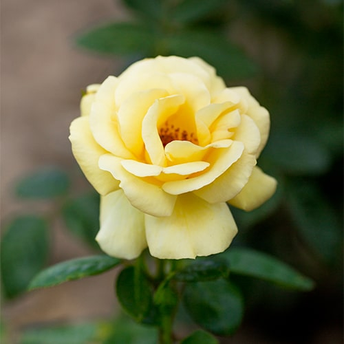 Rose Arthur Bell - online bestellen direkt aus Holland