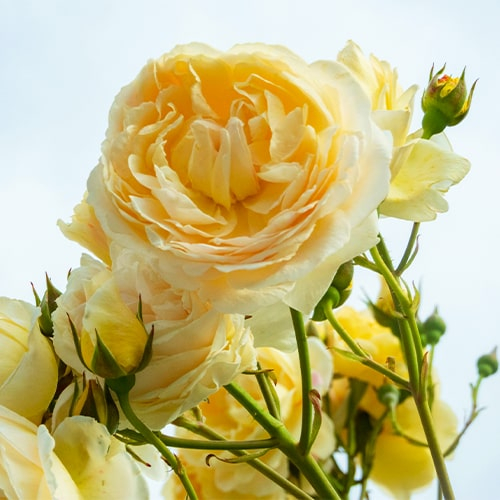 Rose Lemon Vaza - online bestellen direkt aus Holland
