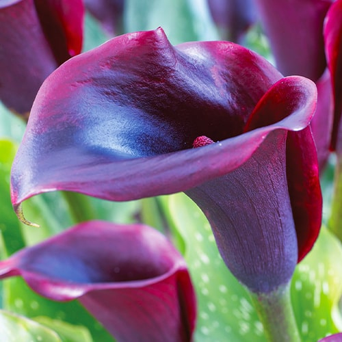 Calla Lily (Zantedeschia) Outback - online bestellen direkt aus Holland