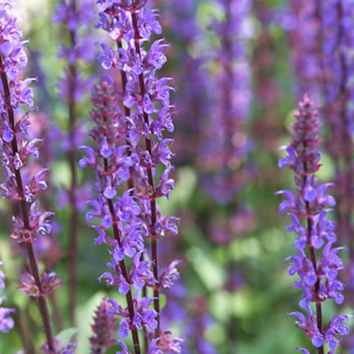 Salvia (hybride) Caradonna