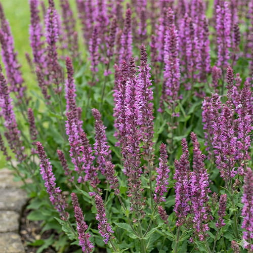 Salvia (nemorosa) Amethyst