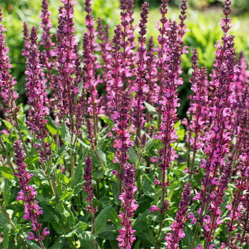 Salvia (nemorosa) Pink Beauty