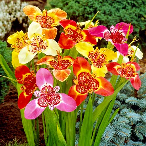 Tigridia Pavonia Mixture - online bestellen direkt aus Holland - for Sale Tigridia Pavonia Mixture - online bestellen direkt aus Holland