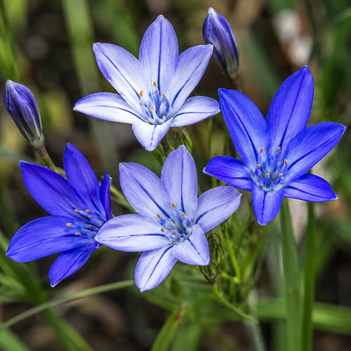 Triteleia Koningin Fabiola