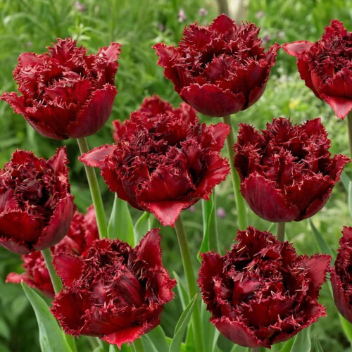 Tulip Ajaccio - for Sale Tulip Ajaccio