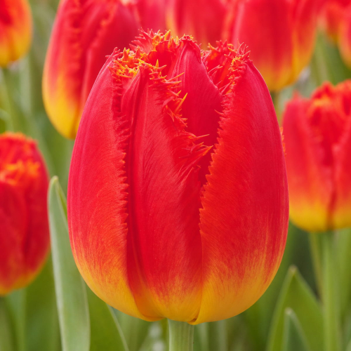 Tulip Andalusia - for Sale Tulip Andalusia