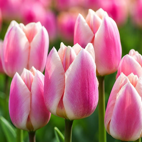 Tulpen Apricot Delight - online bestellen direkt aus Holland - for Sale Tulpen Apricot Delight - online bestellen direkt aus Holland