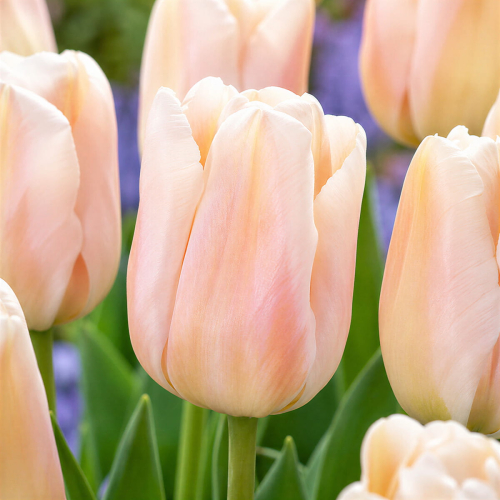 Tulip Apricote Pride - for Sale Tulip Apricote Pride