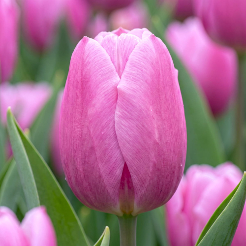 Tulip Argos - for Sale Tulip Argos