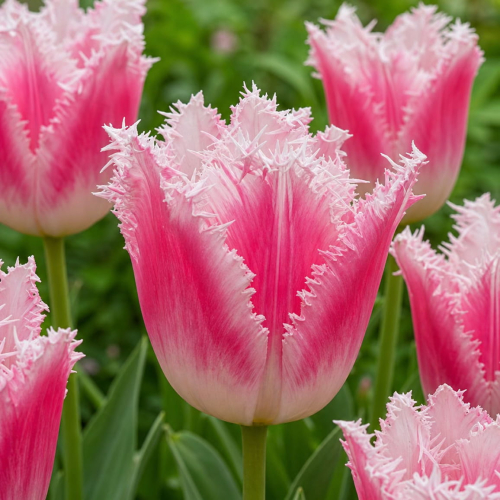 Tulip Bell Song - for Sale Tulip Bell Song