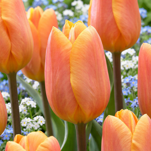 Tulpen Bellville - for Sale Tulpen Bellville