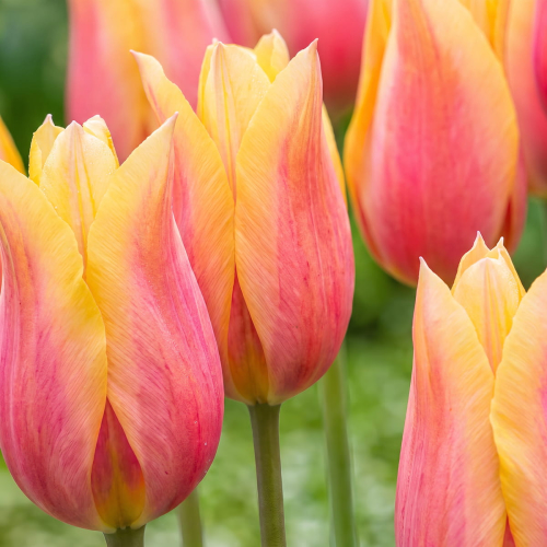 Tulpen Blushing Lady - for Sale Tulpen Blushing Lady