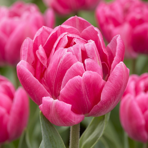 Tulip Candy Time - for Sale Tulip Candy Time