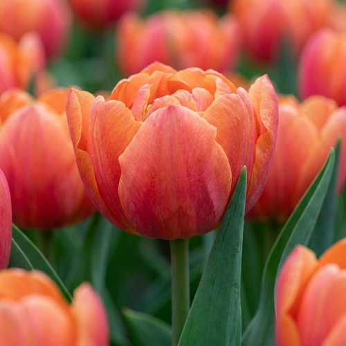 Tulip Caracas - for Sale Tulip Caracas