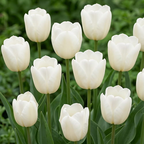 Tulip Chantilly - for Sale Tulip Chantilly