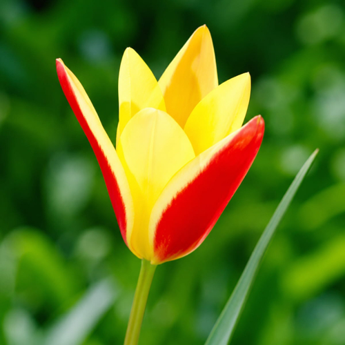 Tulip Clusiana var. Chrysantha - for Sale Tulip Clusiana var. Chrysantha