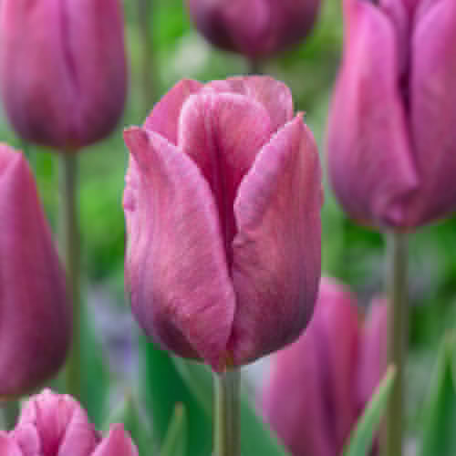 Tulpen Copex