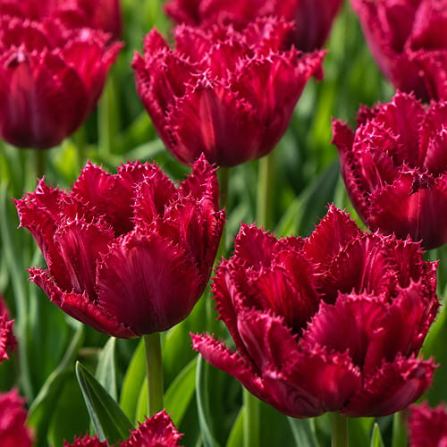 Tulip Cranberry Thistle - for Sale Tulip Cranberry Thistle