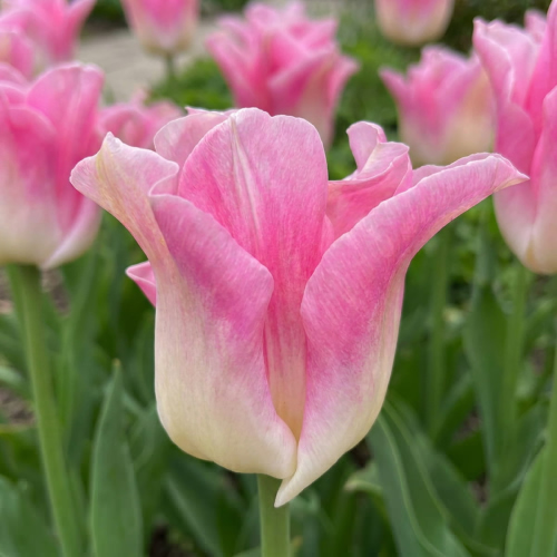 Tulip Сrown of Dynasty - for Sale Tulip Сrown of Dynasty