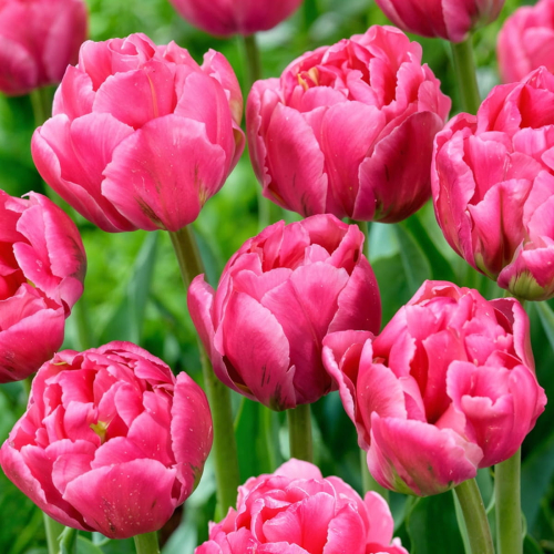 Tulip Double Arosa - for Sale Tulip Double Arosa