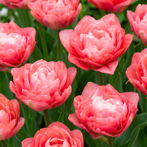 Tulpen Double Sugar - for Sale Tulpen Double Sugar