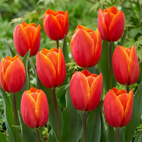 Tulip Dragonball - for Sale Tulip Dragonball