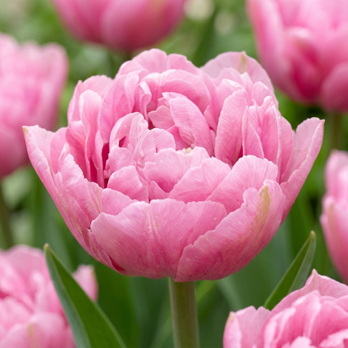 Tulip Dressing - for Sale Tulip Dressing