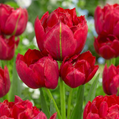 Tulpen Estatic - for Sale Tulpen Estatic