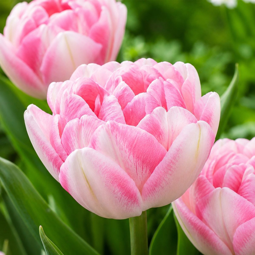 Tulpen Foxtrot - for Sale Tulpen Foxtrot