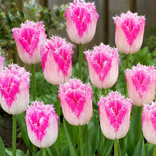 Tulip Huis Ten Bosch - for Sale Tulip Huis Ten Bosch