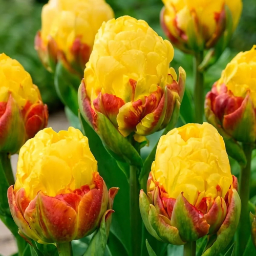 Tulip Ice Cream Lemon - for Sale Tulip Ice Cream Lemon