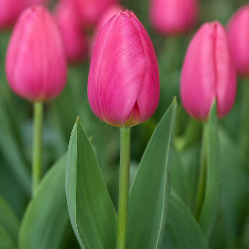 Tulip Jumbo Pink - for Sale Tulip Jumbo Pink