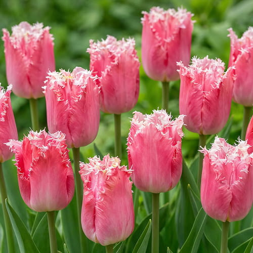 Tulip Katie Melua - for Sale Tulip Katie Melua