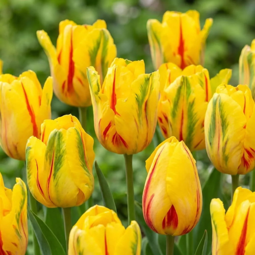 Tulip La Courtine Parrot - for Sale Tulip La Courtine Parrot