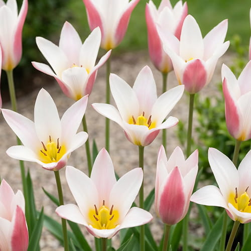 Tulip Lady Jane - online bestellen direkt aus Holland - for Sale Tulip Lady Jane - online bestellen direkt aus Holland