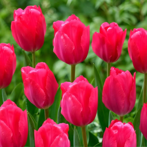 Tulip Lady van Eijk - for Sale Tulip Lady van Eijk