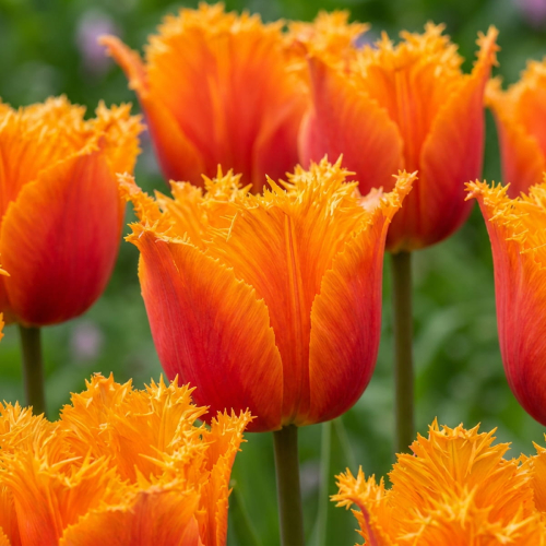 Tulpen Lambada - for Sale Tulpen Lambada