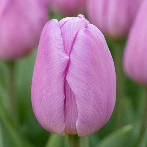 Tulip Light Pink Prince - for Sale Tulip Light Pink Prince