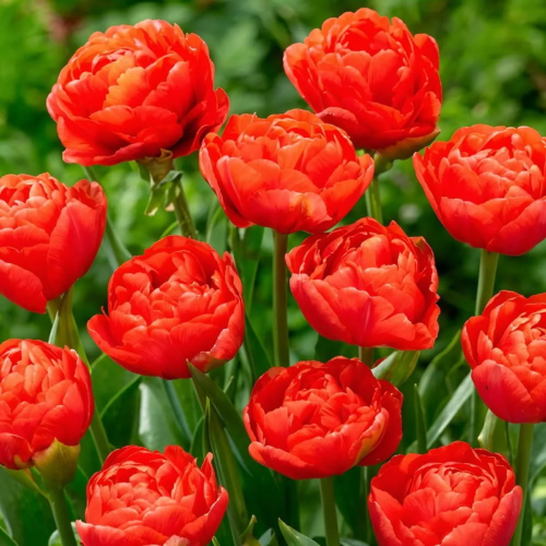 Tulip Limerick - for Sale Tulip Limerick
