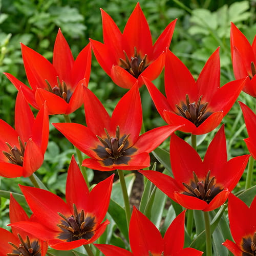 Tulip Lizzy - for Sale Tulip Lizzy