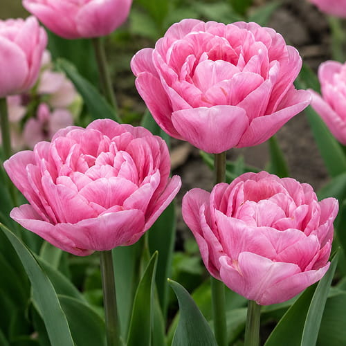 Tulip Mariage - for Sale Tulip Mariage